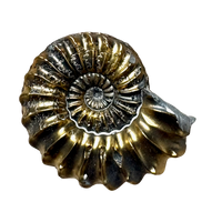 Ammonite (Pleuroceras) pyritized (Jurassic, Germany)