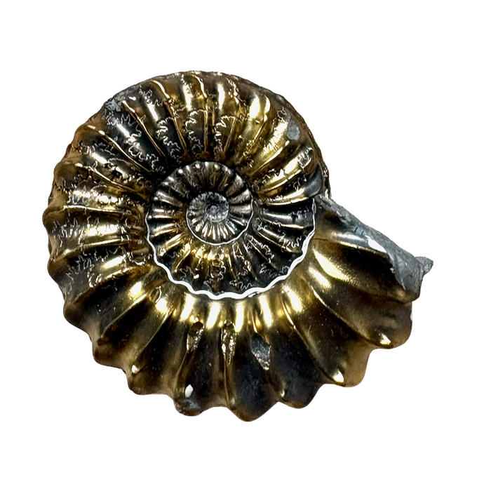 Ammonite (Pleuroceras) pyritized (Jurassic, Germany)