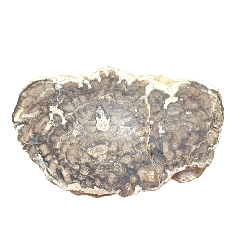 Stromatolite (Utah)