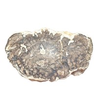 Stromatolite (Utah)