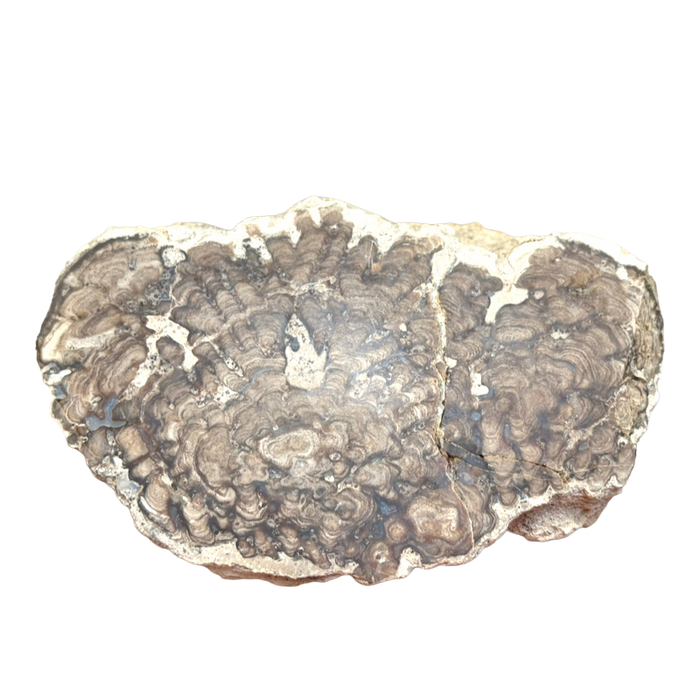 Stromatolite (Utah)