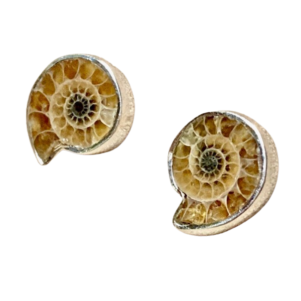 Ammonite Slice and Sterling Silver Post Earrings