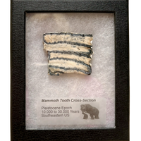 Mammoth Tooth (Pleistocene, South Carolina)