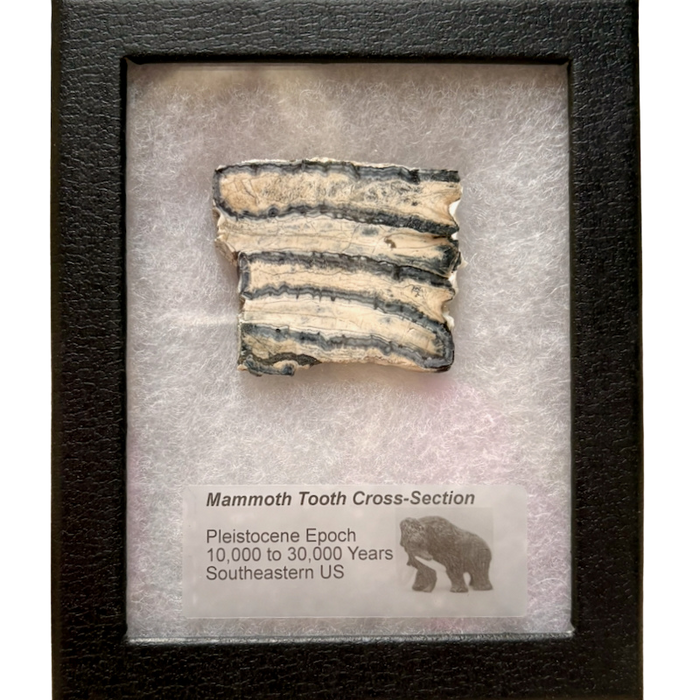 Mammoth Tooth (Pleistocene, South Carolina)