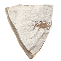 Fossil Pea Crab (Miocene, California)