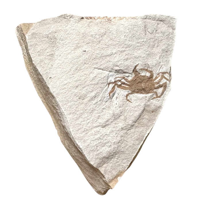 Fossil Pea Crab (Miocene, California)