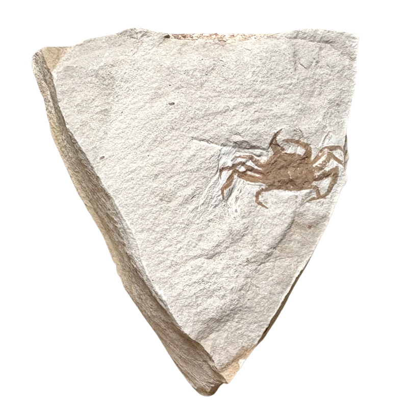 Fossil Pea Crab (Miocene, California)