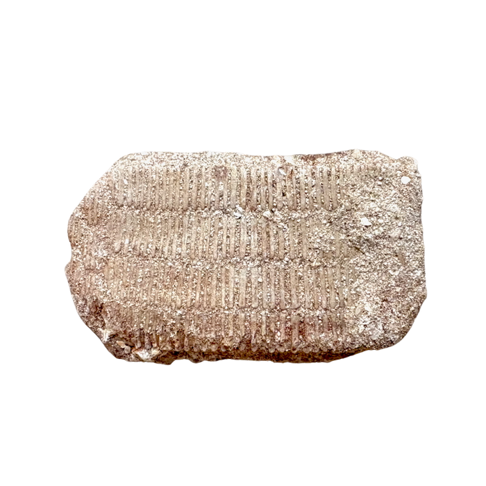 Fossil Eagle Ray Mouth Plate (Paleocene, Morocco)