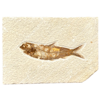 Fossil Fish Knightia (Eocene, Wyoming)