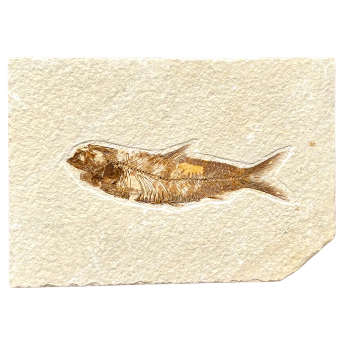 Fossil Fish Knightia (Eocene, Wyoming)