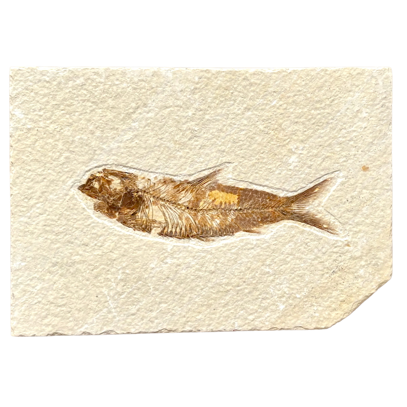 Fossil Fish Knightia (Eocene, Wyoming)
