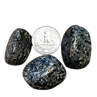 Jasper, Christmas Flower