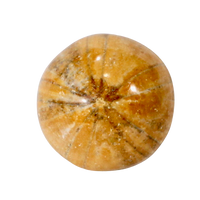 Fossil Echinoid Sea Urchin Holectypus depressus (Madagascar)