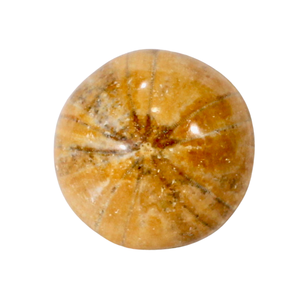 Fossil Echinoid Sea Urchin Holectypus depressus (Madagascar)