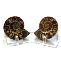 Ammonite Split Pair with Stand (Madagascar)