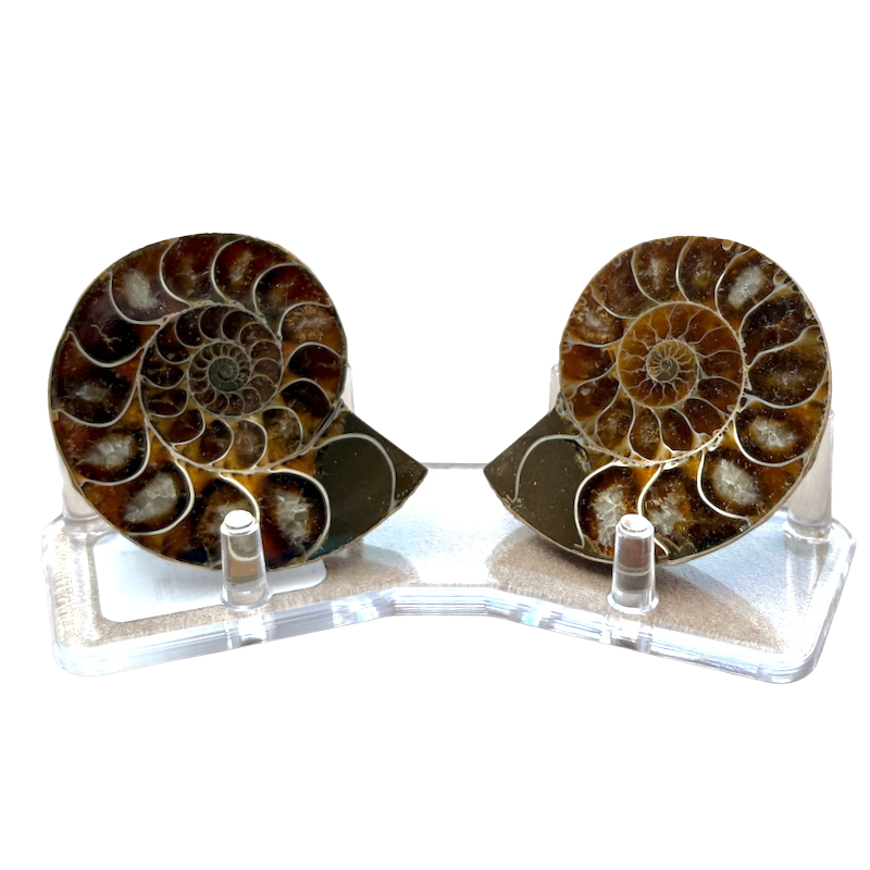 Ammonite Split Pair with Stand (Madagascar)
