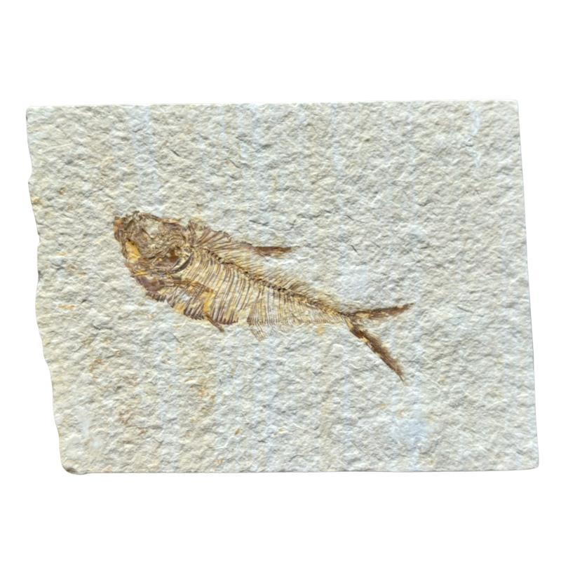 Fossil Fish Diplomystus (Eocene, Wyoming)
