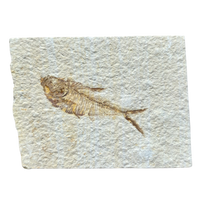 Fossil Fish Diplomystus (Eocene, Wyoming)