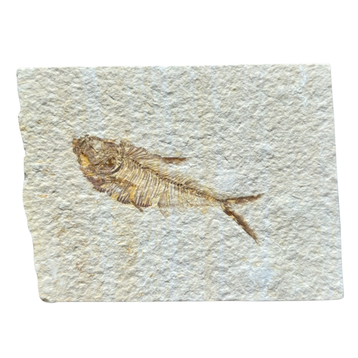 Fossil Fish Diplomystus (Eocene, Wyoming)