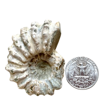 Ammonite, "Tractor" (Madagascar)