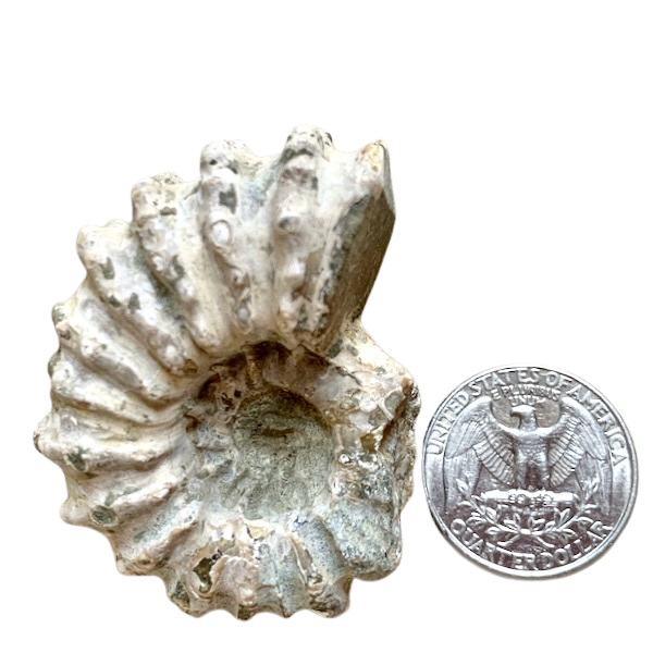 Ammonite, "Tractor" (Madagascar)