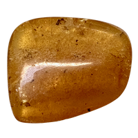 Fossil Copal with Insects(Colombia)