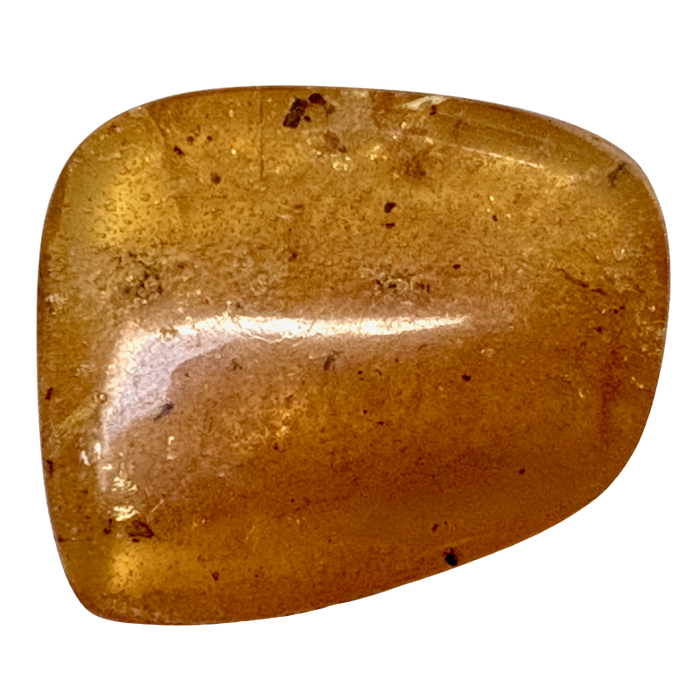 Fossil Copal with Insects(Colombia)