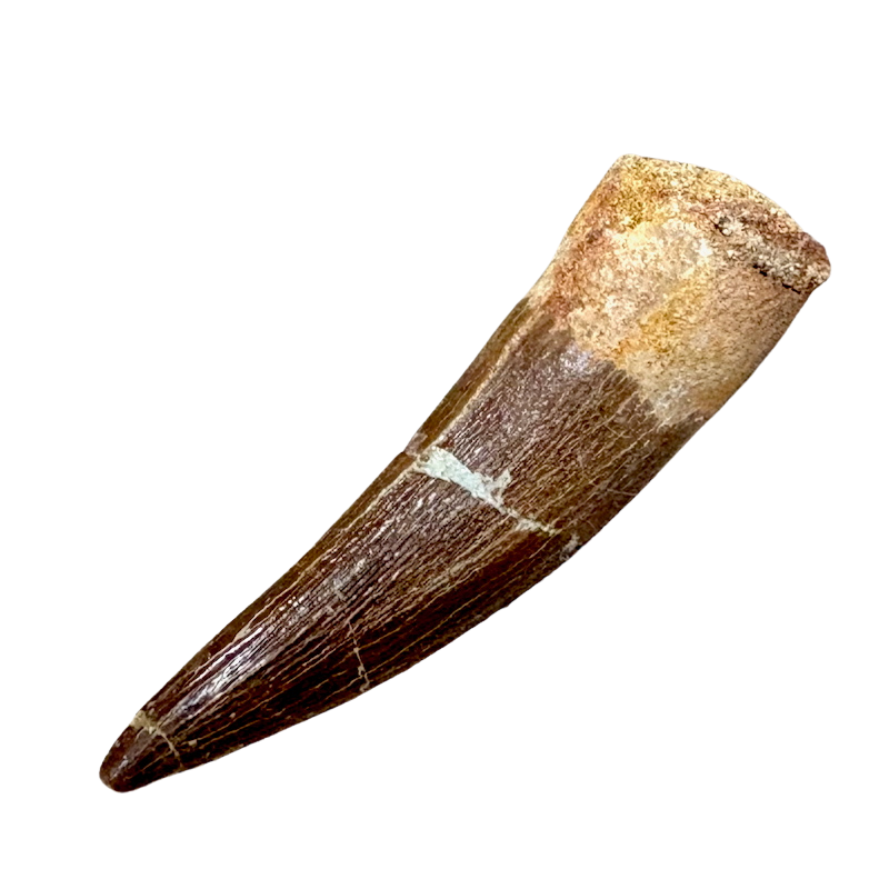 Plesiosaurus Tooth (Cretaceous, Morocco)