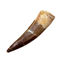 Plesiosaurus Tooth (Cretaceous, Morocco)