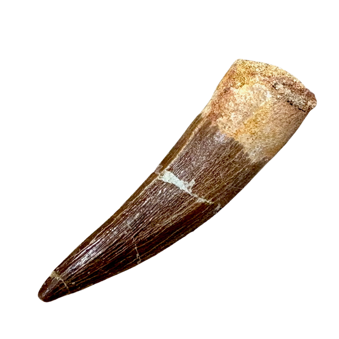 Plesiosaurus Tooth (Cretaceous, Morocco)
