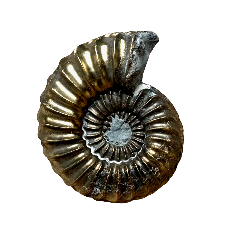 Ammonite, Pleuroceras, pyritized (Jurassic, Germany)