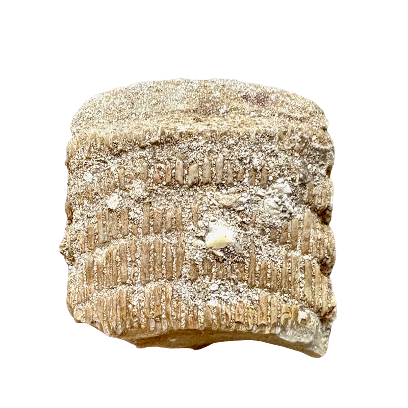 Fossil Eagle Ray Mouth Plate (Paleocene, Morocco)