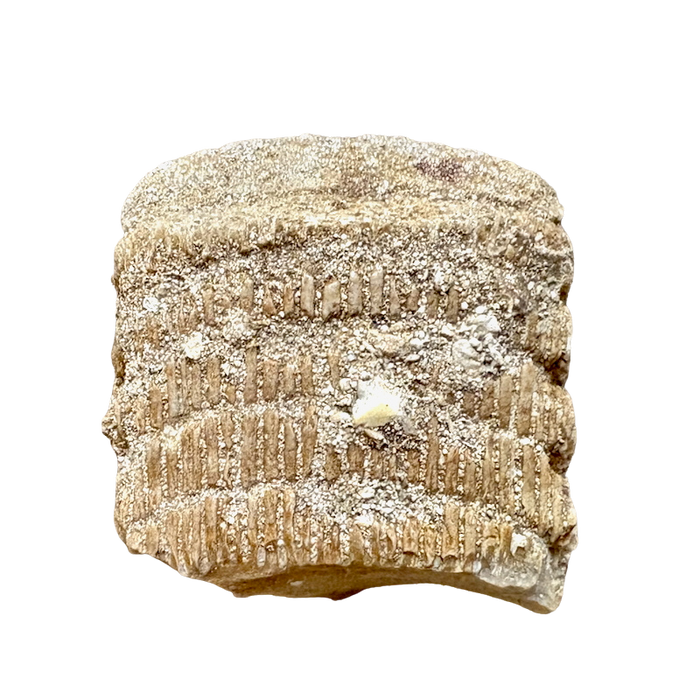 Fossil Eagle Ray Mouth Plate (Paleocene, Morocco)