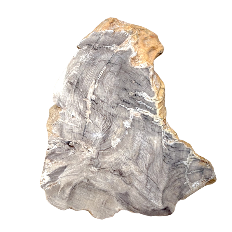 Petrified Wood (China)