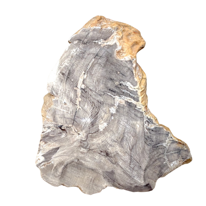 Petrified Wood (China)