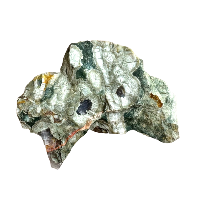 Jasper, Rainforest (Australia)