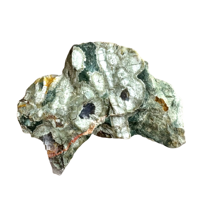 Jasper, Rainforest (Australia)