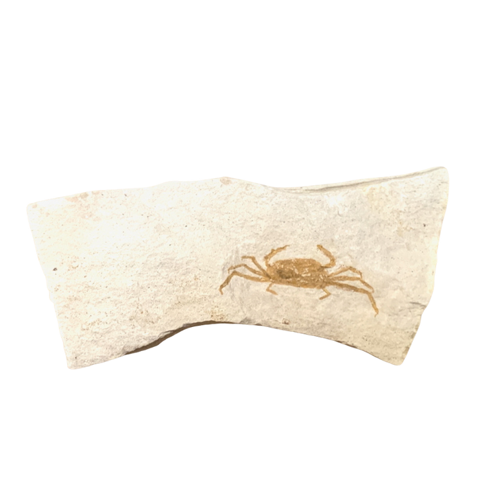 Fossil Pea Crabs (Miocene) (California)