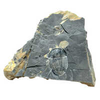 Fossil Trilobite Elrathia (Cambrian, Utah)