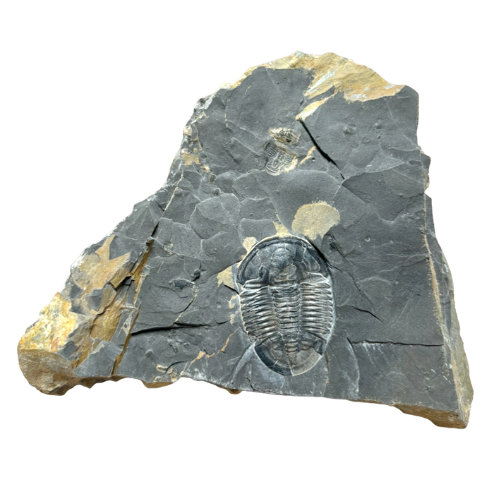 Fossil Trilobite Elrathia (Cambrian, Utah)