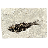 Fossil Fish Knightia (Eocene, Wyoming)