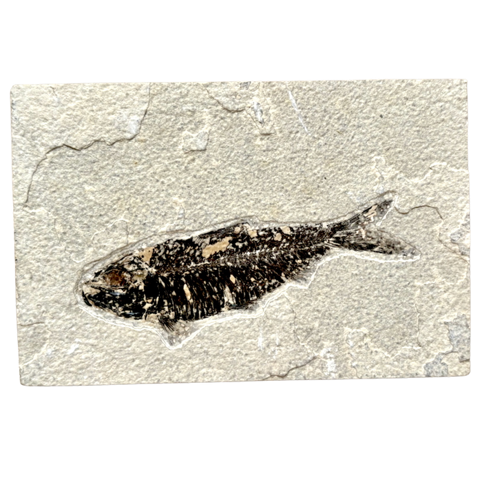 Fossil Fish Knightia (Eocene, Wyoming)