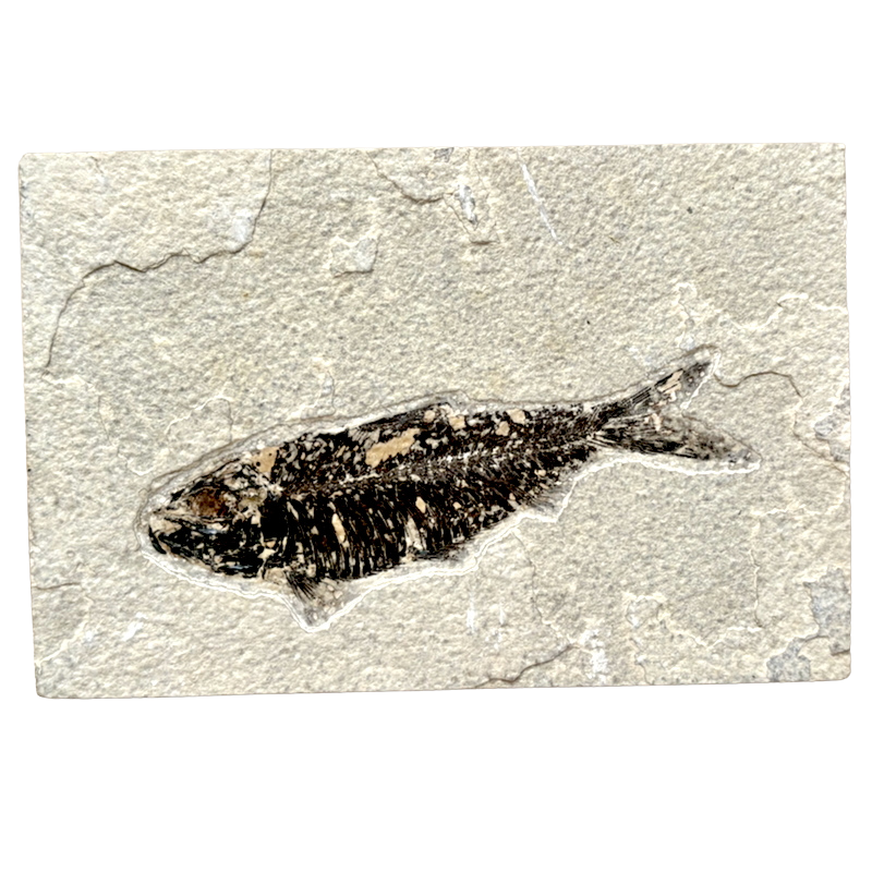 Fossil Fish Knightia (Eocene, Wyoming)