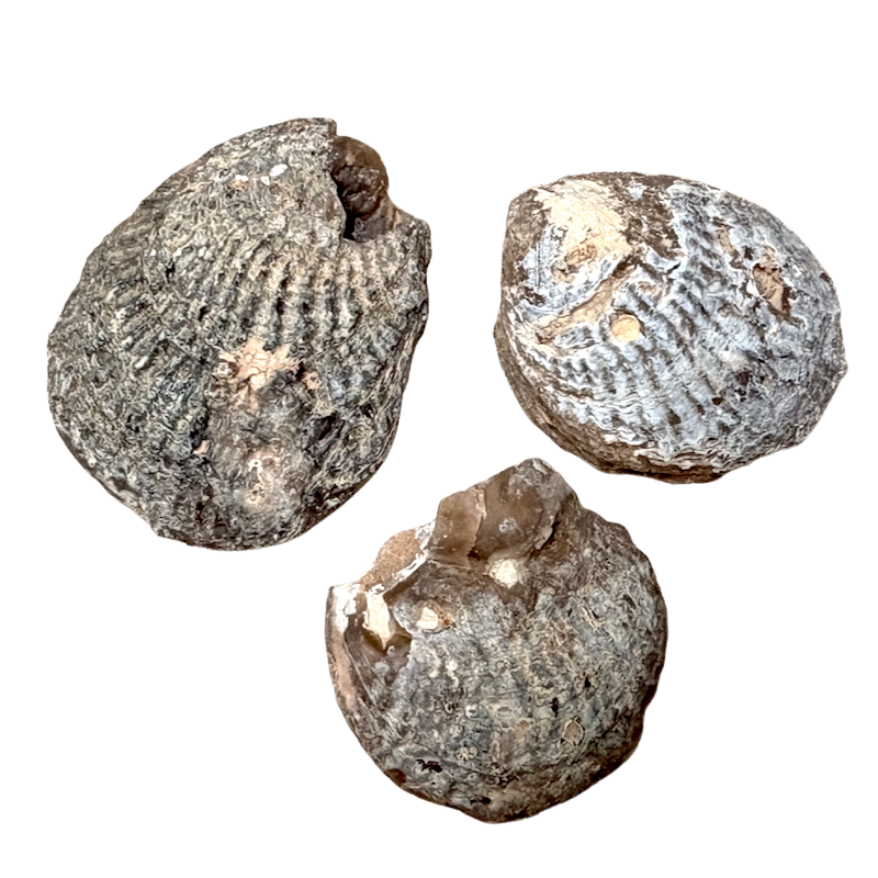 Fossil Agatized Clam (Morocco)