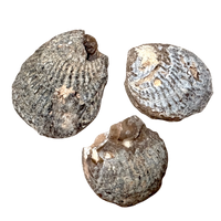 Fossil Agatized Clam (Morocco)