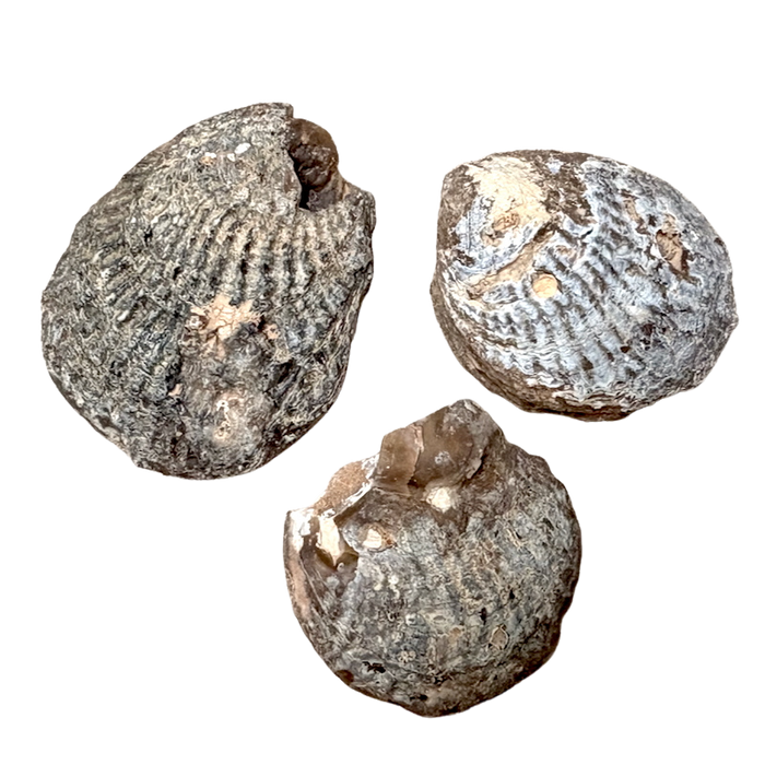 Fossil Agatized Clam (Morocco)