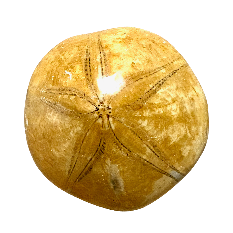 Fossil Echinoid Sand Dollar Plesiolampas (Madagascar)