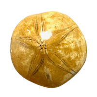 Fossil Echinoid Sand Dollar Plesiolampas (Madagascar)