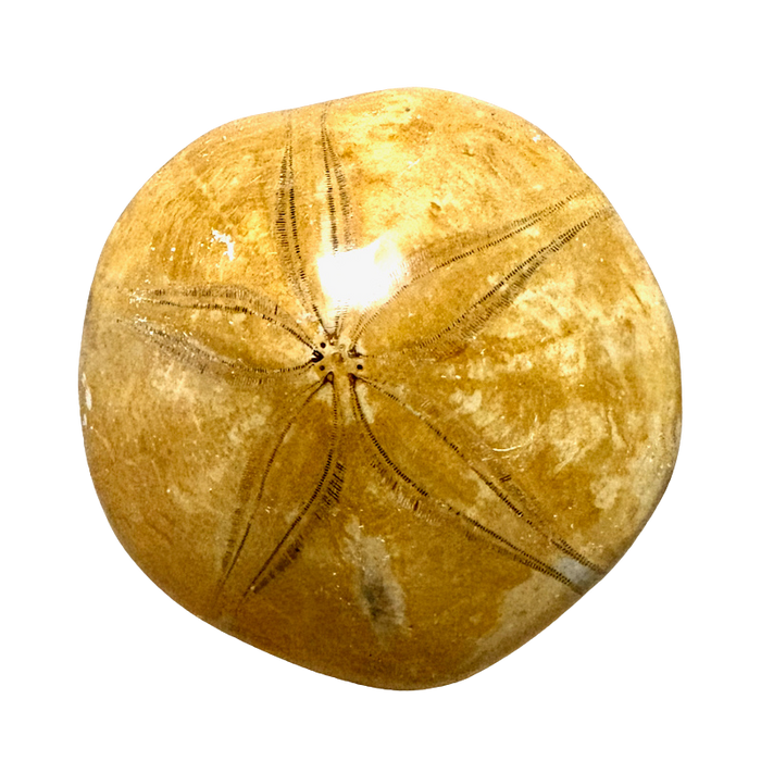 Fossil Echinoid Sand Dollar Plesiolampas (Madagascar)