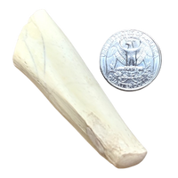 Fossil Mammal Bone (Oligocene; Nebraska)